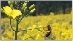 pszczoła na rzepaku